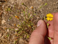 Deinandra pentactis