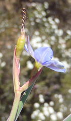 Aristea nana