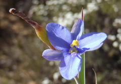 Aristea nana