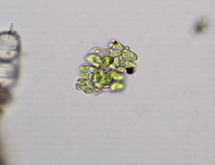 Willea irregularis
