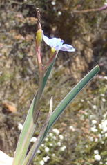 Aristea nana