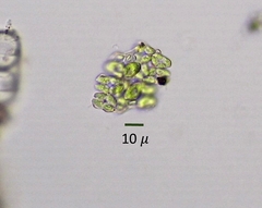 Willea irregularis