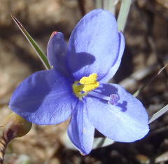 Aristea nana