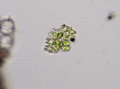 Willea irregularis