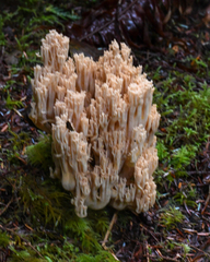 Ramaria acrisiccescens