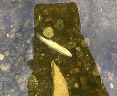 Notropis atherinoides