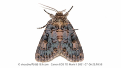 Anacronicta caliginea