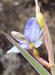 Aristea nana