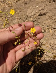 Deinandra pentactis