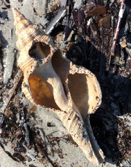 Propefusus australis