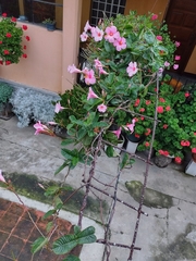 Mandevilla amabilis