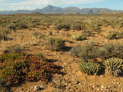 Euphorbia esculenta