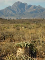 Euphorbia esculenta