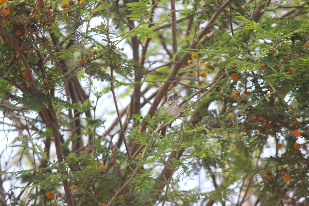 Pied-crested Tit-Tyrant