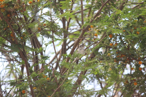 Pied-crested Tit-Tyrant