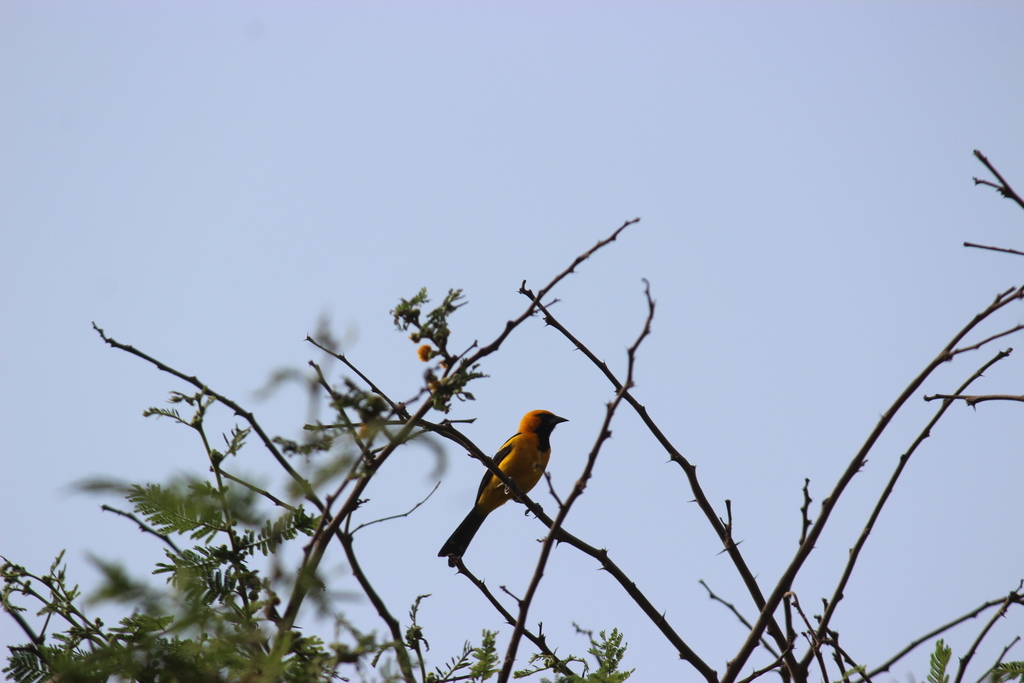 White-edged Oriole