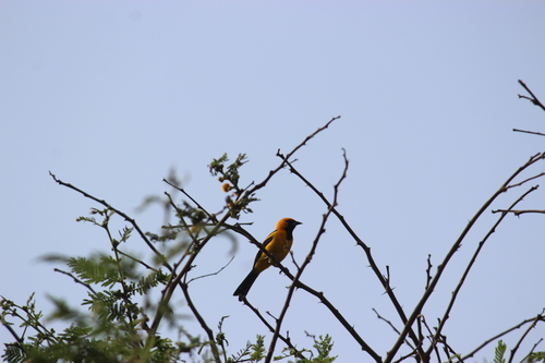 White-edged Oriole
