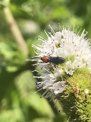 Dilophus occipitalis