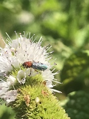 Dilophus occipitalis