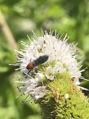 Dilophus occipitalis