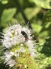 Dilophus occipitalis