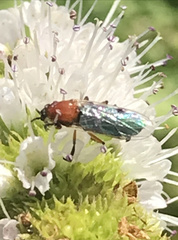 Dilophus occipitalis