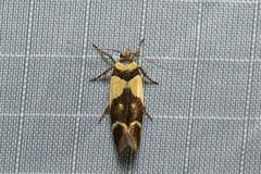 Macrobathra chrysotoxa