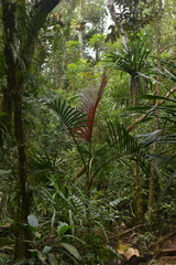 Chambeyronia divaricata