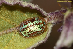 Conchyloctenia hybrida