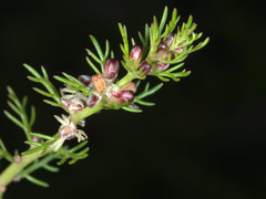 Myriophyllum gracile