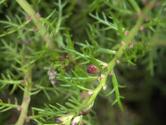 Myriophyllum gracile