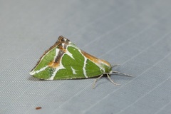 Chlorodes boisduvalaria