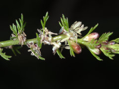 Myriophyllum gracile