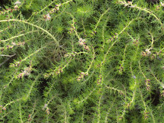 Myriophyllum gracile