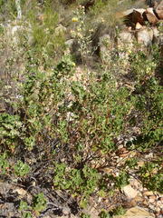 Hermannia mucronulata