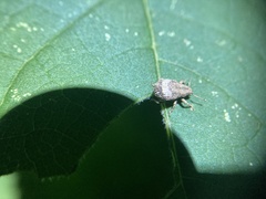 Pseudocneorhinus obesus