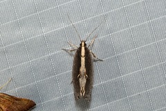 Archaereta dorsivittella