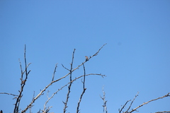 Estrilda troglodytes