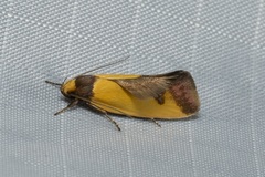 Chrysonoma tentatella