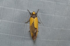 Chrysonoma tentatella