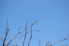 Estrilda troglodytes