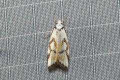 Cosmaresta anarrecta