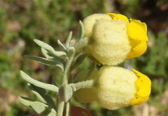 Hermannia mucronulata