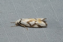 Cosmaresta anarrecta