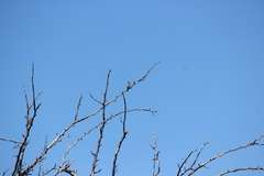 Estrilda troglodytes