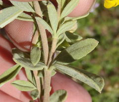 Hermannia mucronulata