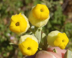 Hermannia mucronulata