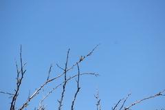 Estrilda troglodytes