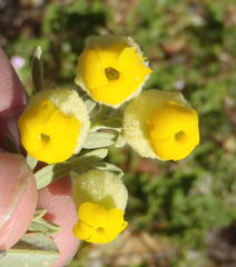 Hermannia mucronulata