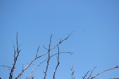 Estrilda troglodytes